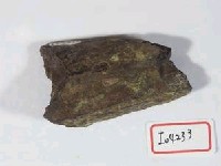 藏品(碎骨片)的圖片